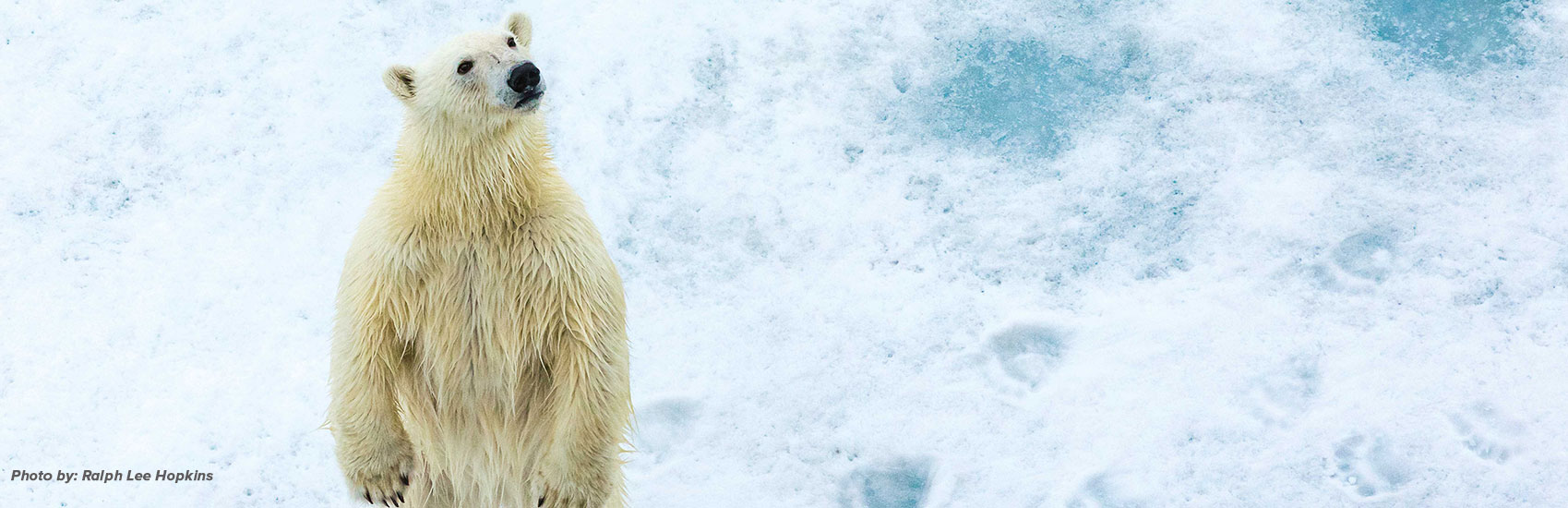 Explore the Arctic Together and Save with<br>National Geographic-Lindblad Expeditions 4