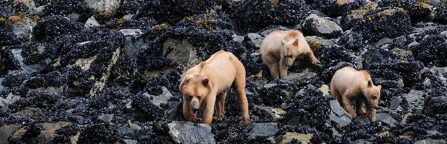 Enjoy with More on your Cunard® voyage 1