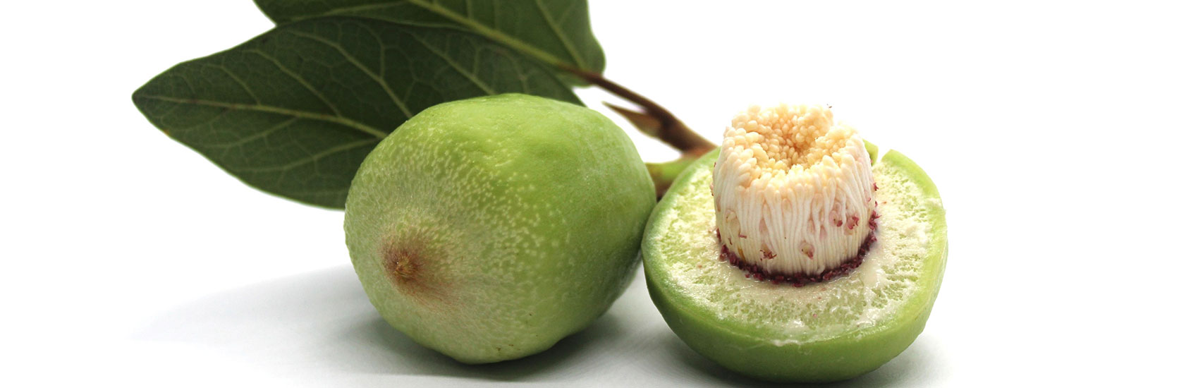Ancient Wisdom, Modern Cuisine: Australia's Native Ingredients 2