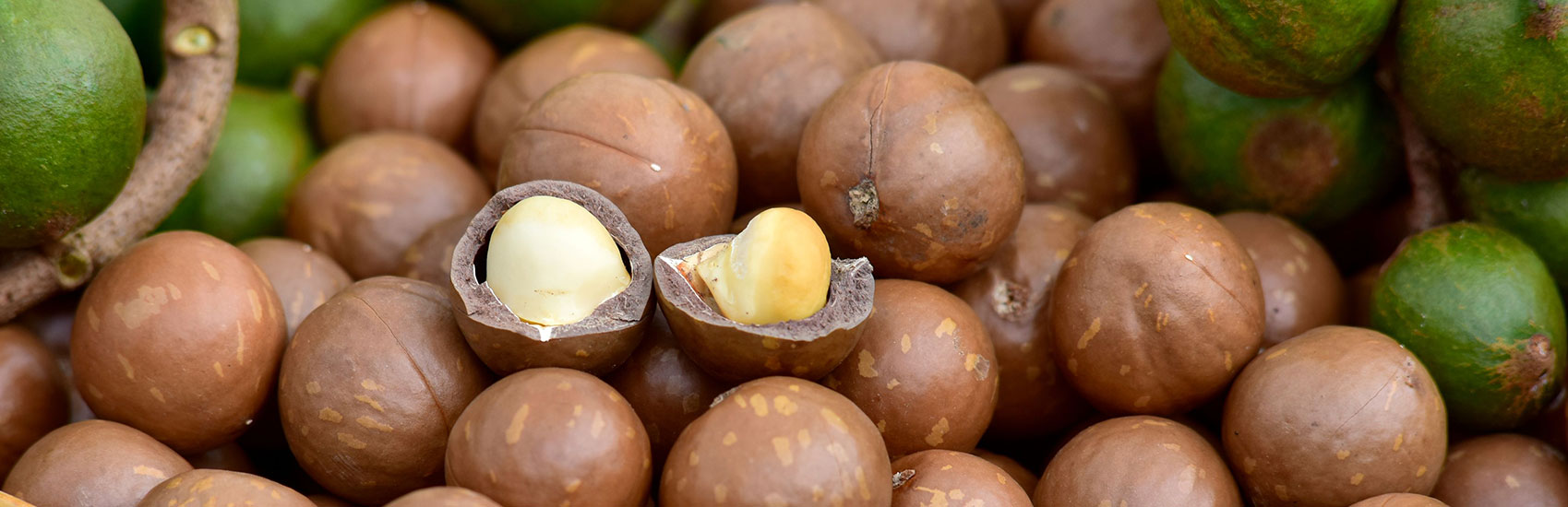 Ancient Wisdom, Modern Cuisine: Australia's Native Ingredients 4
