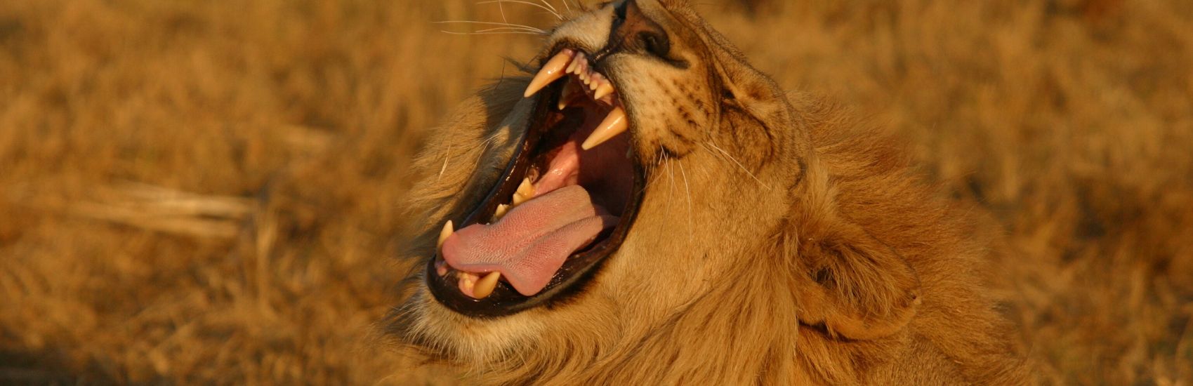 Explore the Best of Botswana with Natural Habitat Adventures 1