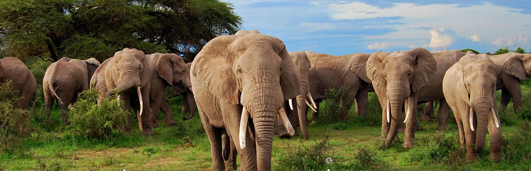 When Is the Best Time for a Botswana Safari? A Season-by-Season Guide
