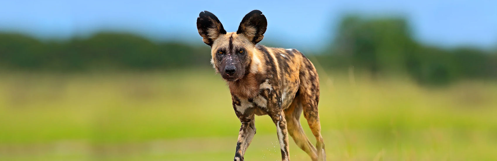 Explore the Best of Botswana with Natural Habitat Adventures 5