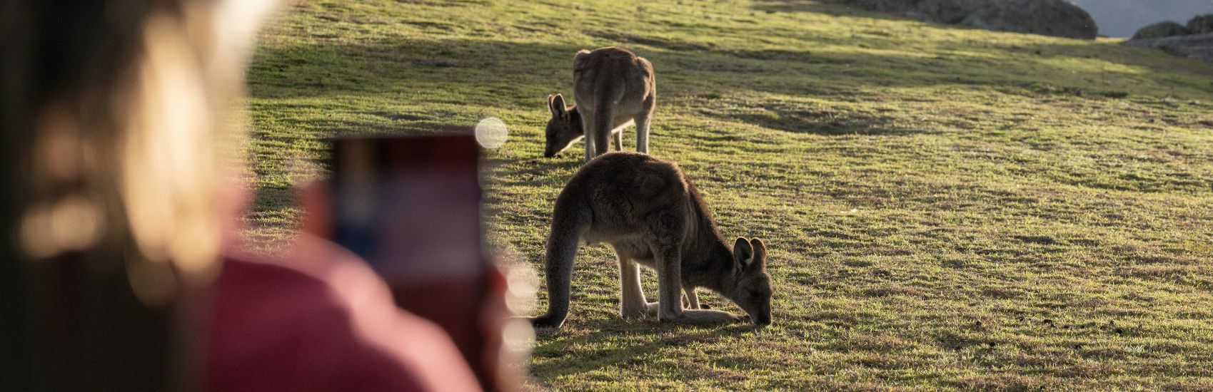 Protecting Australia's Wild Side 1