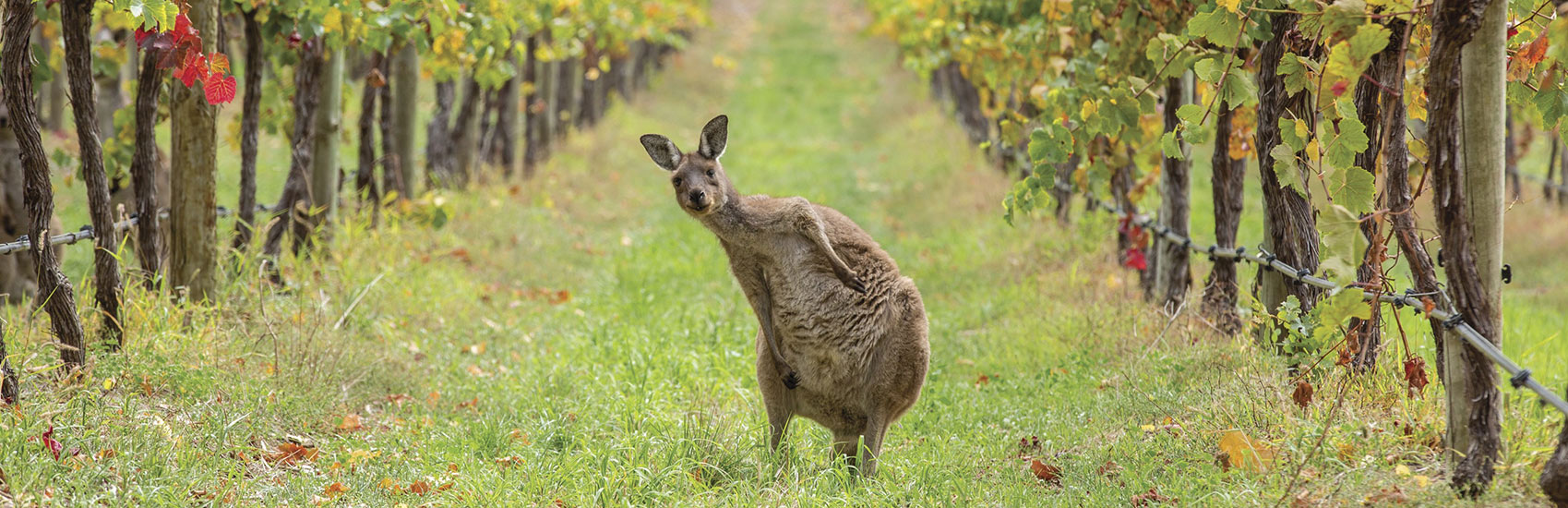 South Australia: 7 Day Island & City Wildlife Escape