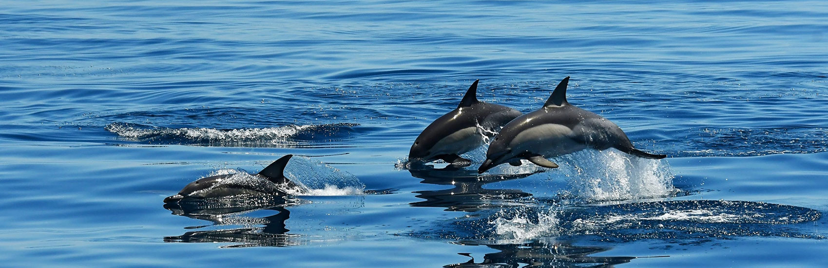South Australia: 7 Day Island & City Wildlife Escape 2