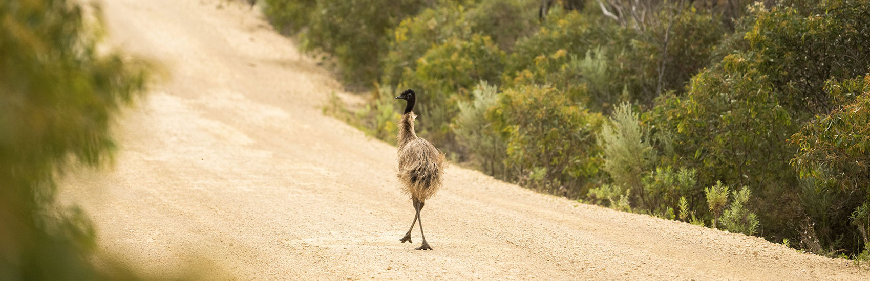 8 Day South Australia Wildlife & Nature Journey 4