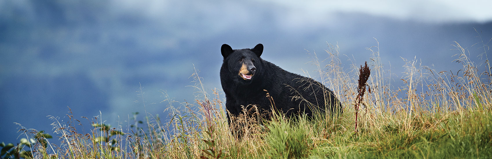Cruise Alaska and Save with Princess Cruises® 4